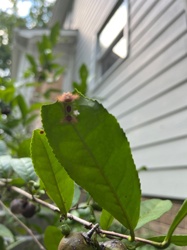 Moth larva (general)