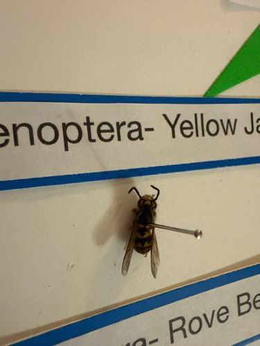 Yellowjacket