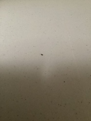 Thrips