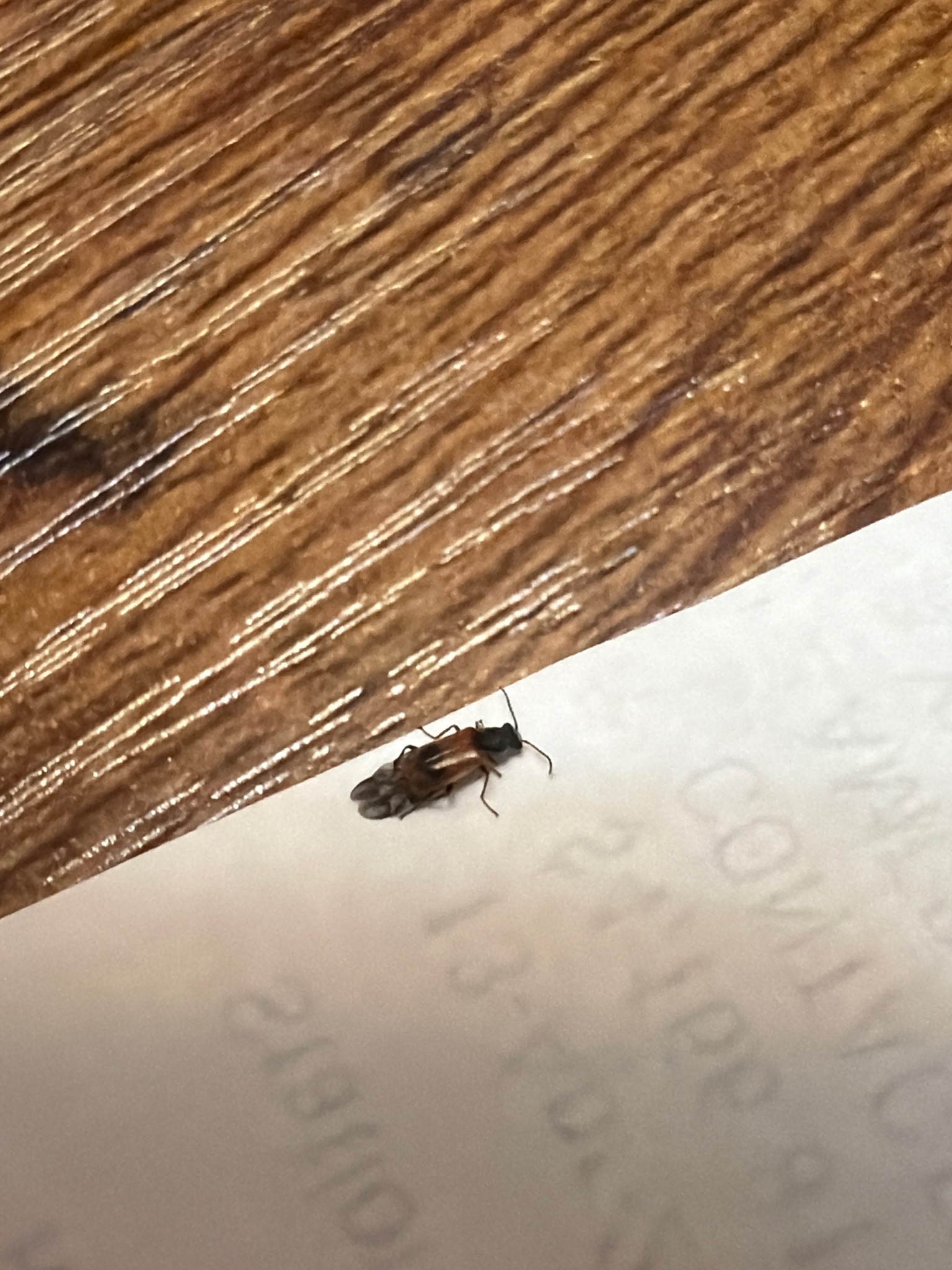 Soft-winged Flower Beetle