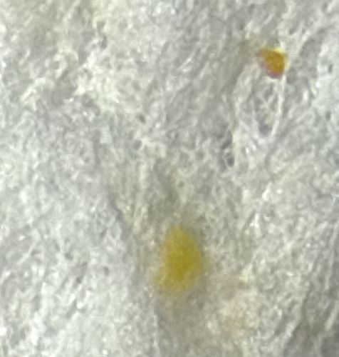 Two-Spotted Spider Mite (Tentative ID due to image quality)