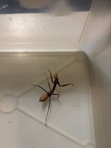 Praying Mantis (specifically, an Eremaphila mantis, often referred to as a "Stick Mantis" or "Desert Mantis" given its slender appearance and coloration suggesting desert camouflage)