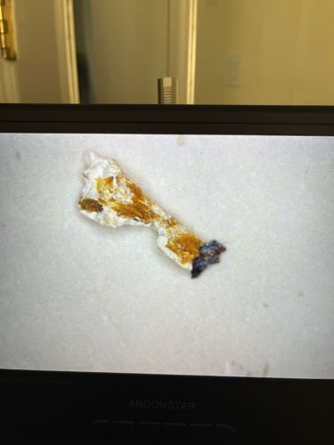 Unidentifiable organic material