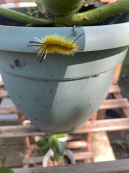 American Dagger Moth Caterpillar