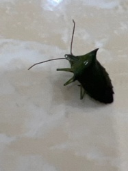 Spiny-shouldered Stink Bug