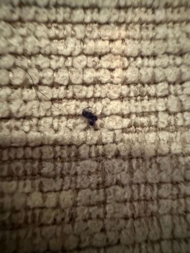 Carpet Beetle (larva)