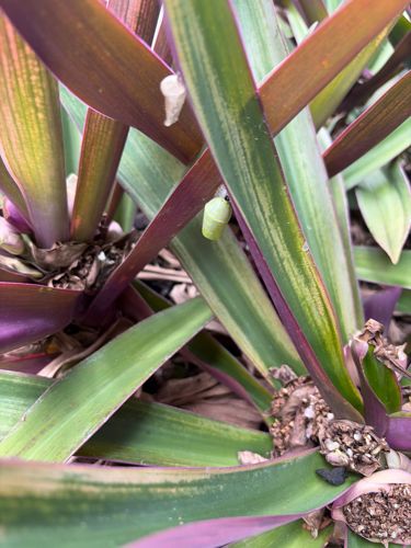 Monarch butterfly chrysalis
