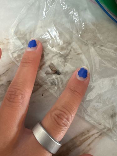 Flying Ant or Winged Termite