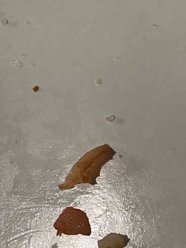 No insect identified