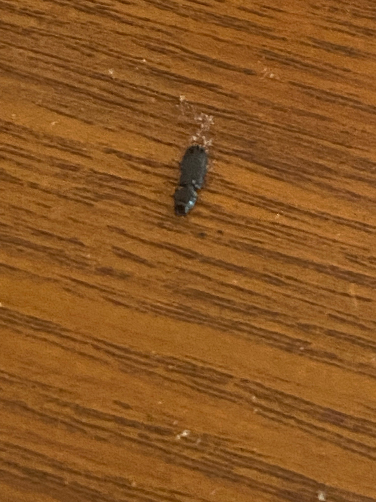 Click Beetle