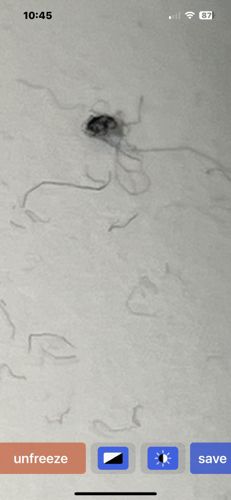 Daddy Long-Legs Spider, Cellar Spider