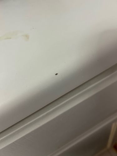Cockroach Nymph (possibly German Cockroach nymph given the small size and indoor setting)