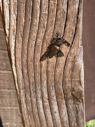 Tachinid Fly
