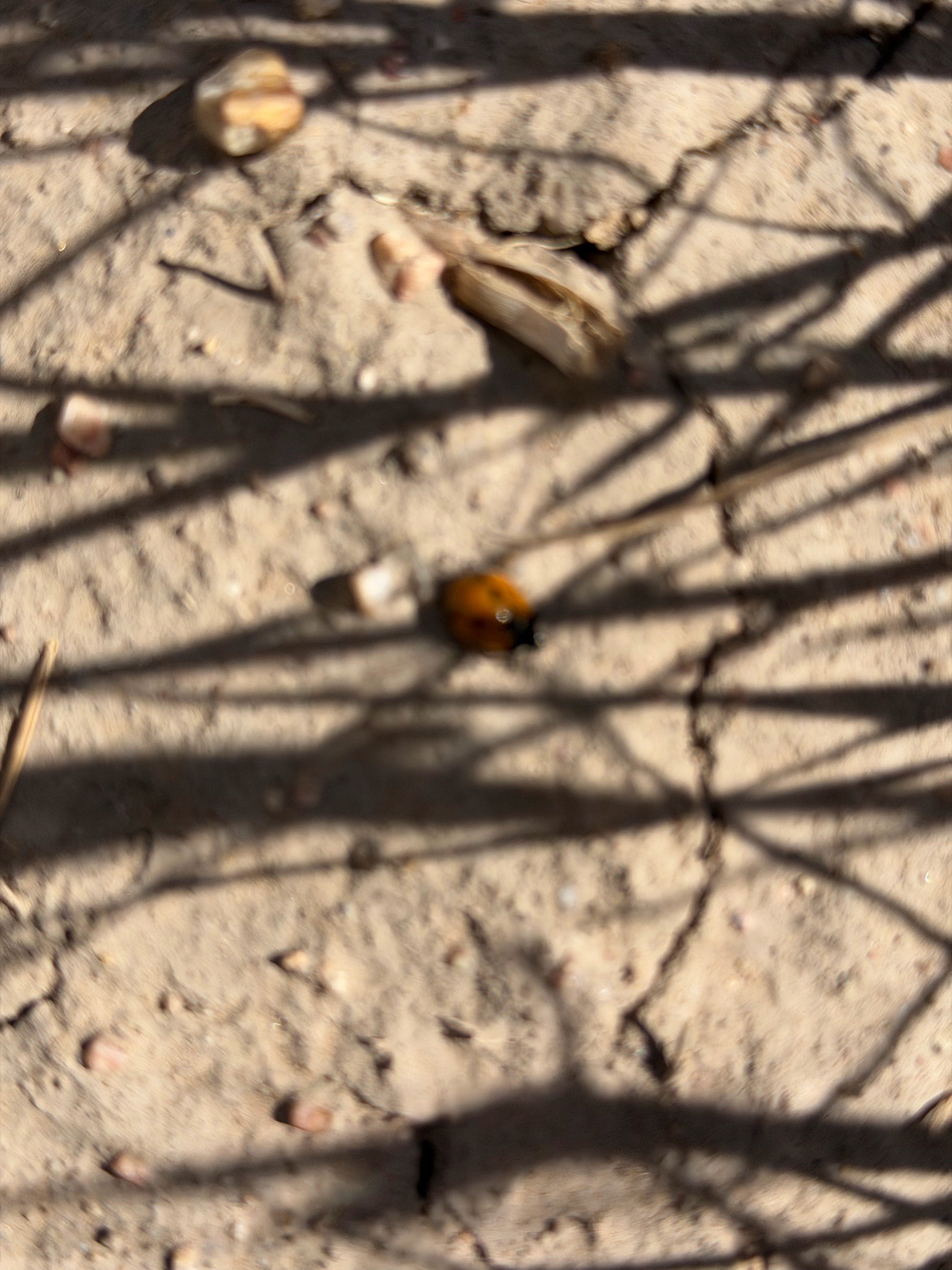 Convergent lady beetle