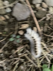 Fall Webworm