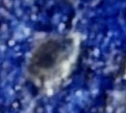 Varied Carpet Beetle