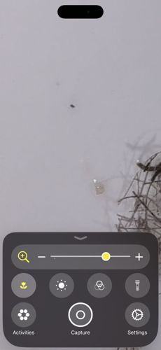 Snow Flea