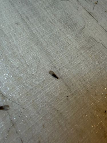 Subterranean Termite Alate