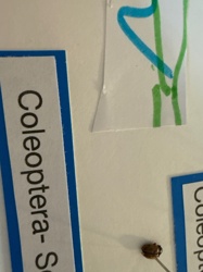 Carpet Beetle (likely Varied Carpet Beetle or Black Carpet Beetle)