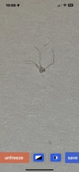 Cellar Spider