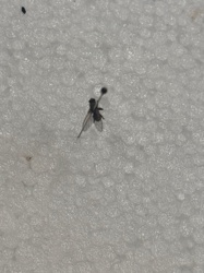 Sphaerocerid Fly, Lesser Dung Fly