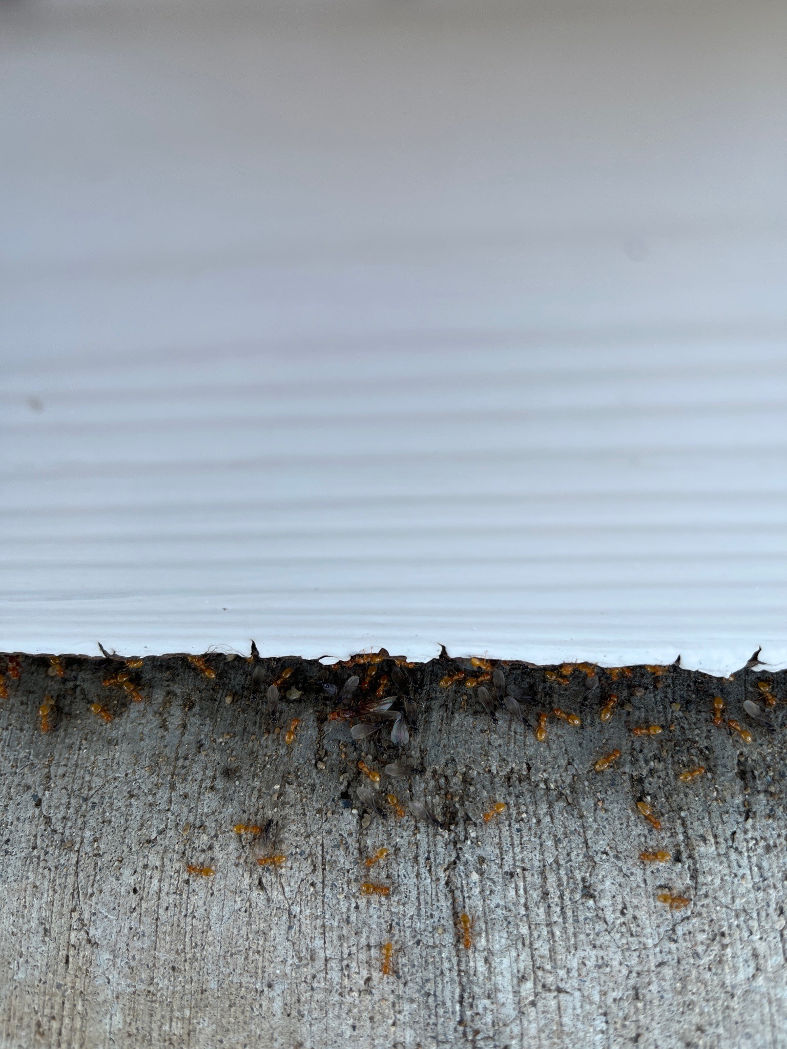 Citronella Ant (or Larger Yellow Ant)