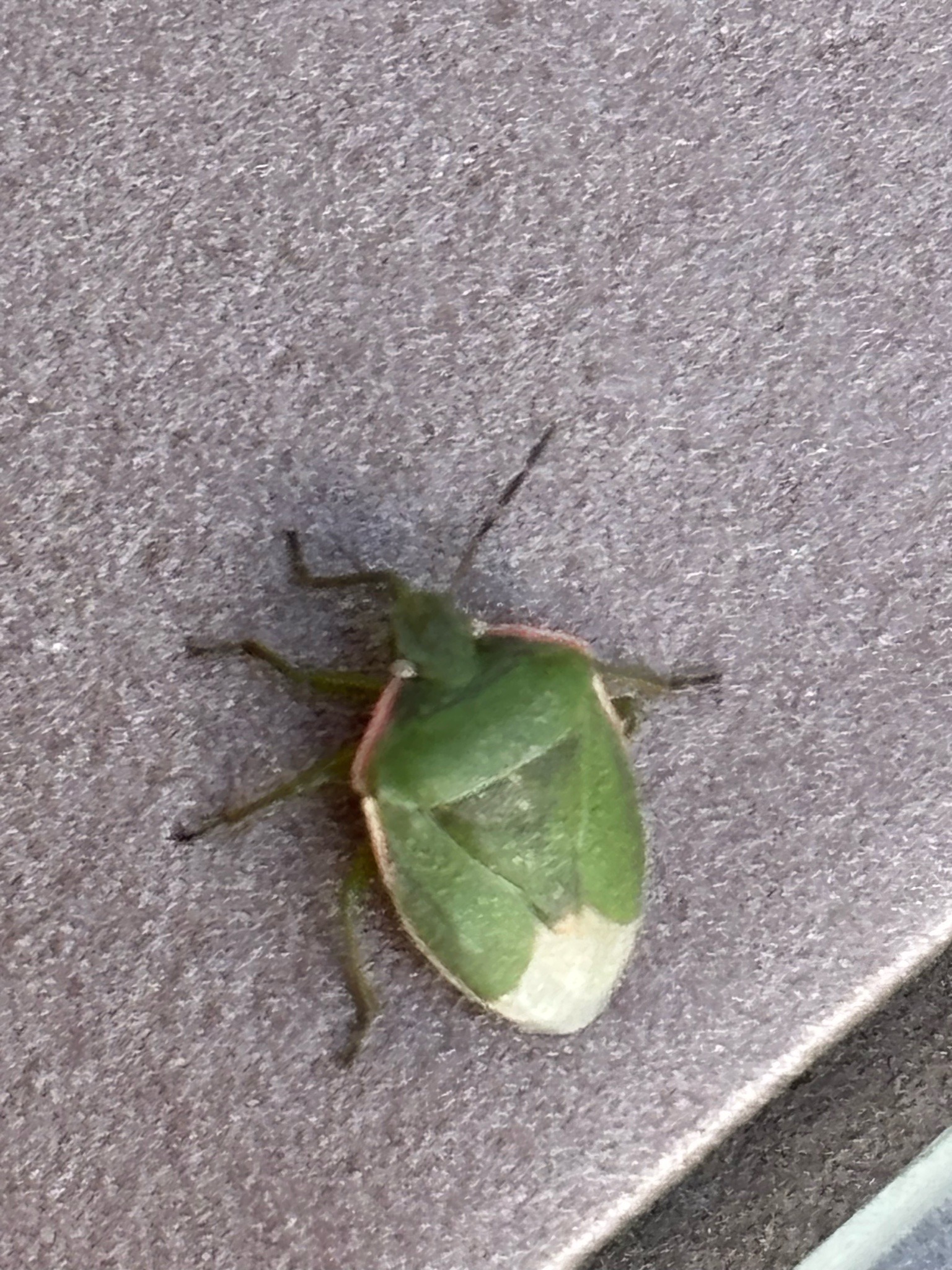 Green Shield Bug