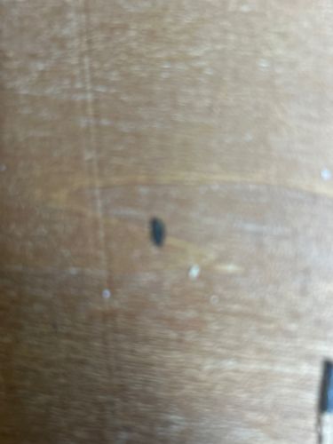 Carpet Beetle (family Dermestidae)