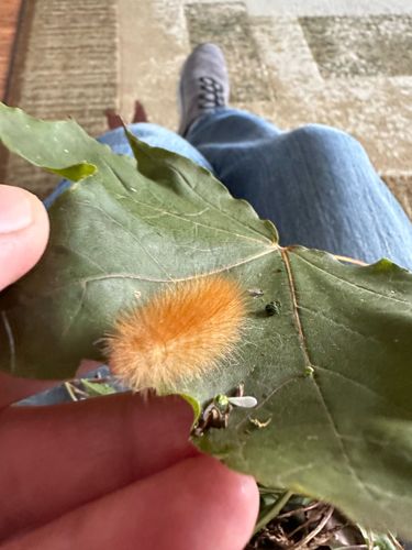 American Dagger Moth Caterpillar