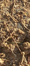 Red Imported Fire Ant