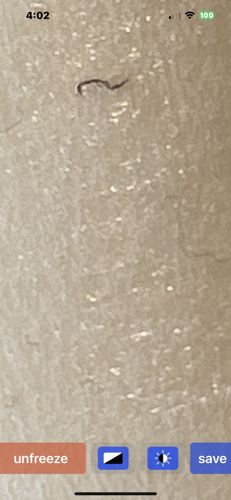 Fungus Gnat Larva / Drainage Fly Larva (based on appearance as a small worm-like creature)