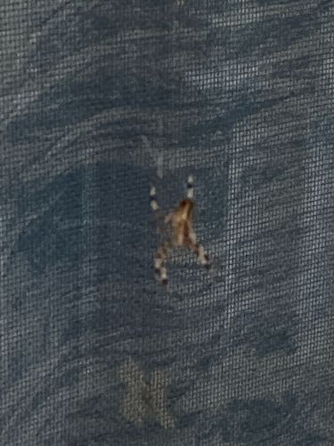 Garden Orb Weaver Spider