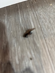 Cockroach (likely American Cockroach or similar large species)