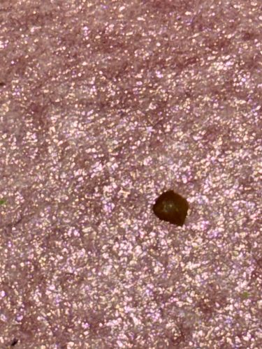 Household Casebearer Moth