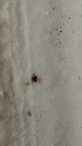 Unidentifiable Debris / Possible Dried Blood or Speck
