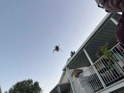 Orb Weaver Spider (likely Araneus diadematus or a similar large orb weaver species)