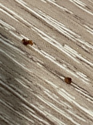 Bed Bug