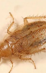 Cockroach (likely German Cockroach based on appearance)