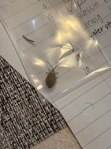 Brown Marmorated Stink Bug