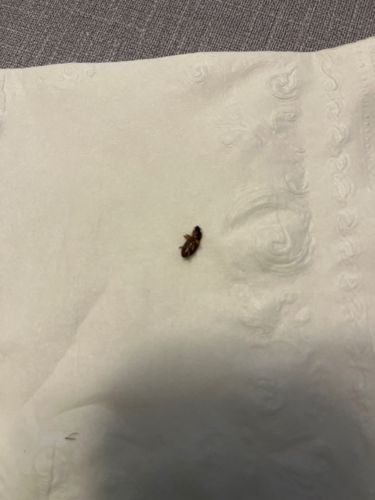 Carpet beetle (likely Varied Carpet Beetle or Black Carpet Beetle)