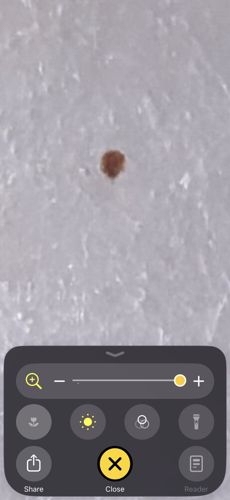Bed Bug