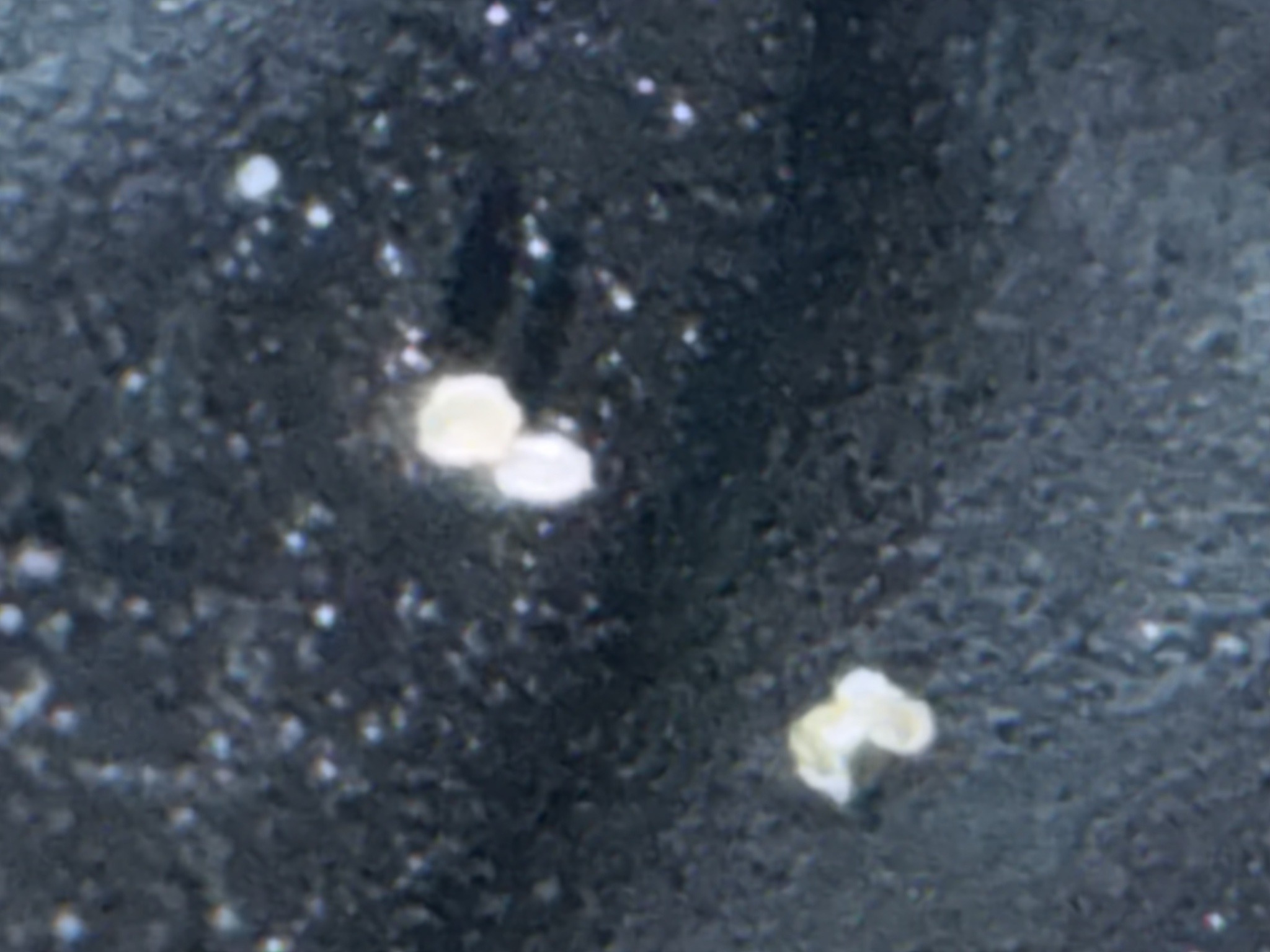 Mold Mite