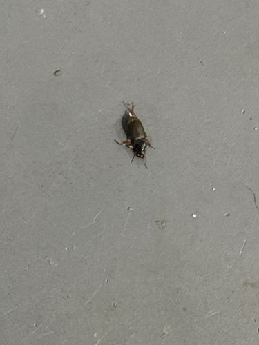Mole Cricket