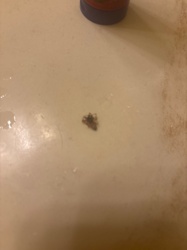 Caddisfly (larva or adult)