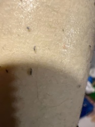 Fungus Gnat (likely)