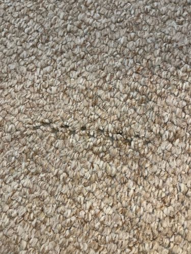 Varied Carpet Beetle