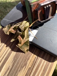 Pandora Sphinx Moth