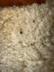 Carpet beetle (larva)