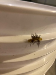 Jumping Spider