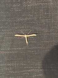 Plume Moth